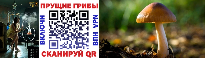как найти   Агрыз  Галлюциногенные грибы прущие грибы 